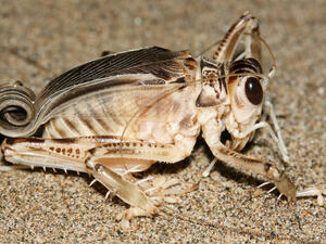 The Turkish Dune Cricket insect   
