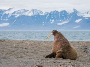 Rare walrus is seen for the first time in ages