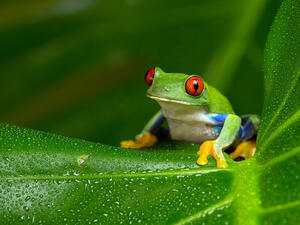 A tree frog named as the Cadbury Bunny!
