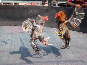 Two cocks prepare to kill	