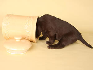 Labrador puppy with it's head in the cookie jar