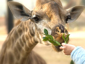 Children feeding a giraffe