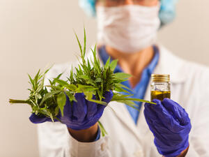 Cannabis maybe legalized in Morocco 