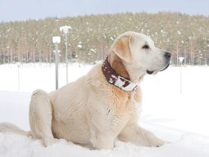 Turkish shepherd dog