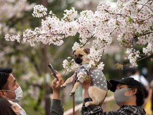 Cherry Blossoms in Japan