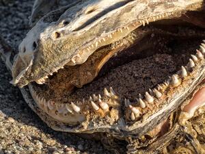 ما تفسير الحلم بحيوان ميت ؟