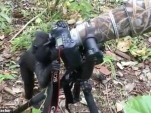 Indonesian Macaque grabs the camera like a pro