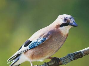 Pleske's Ground Jay