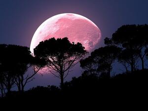 Pink Supermoon