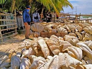 The Philippine Coast Guard together with other law enforcements seized 200 tons of fossilized giant clam shells
