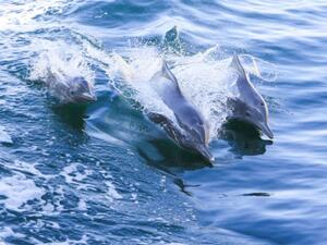 Mubadala Partners With Mohamed Bin Zayed Species Conservation Fund To Protect Endangered Species Around The World