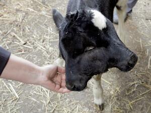 ولادة عجل برأسين و4 عيون في مقدونيا الشمالية