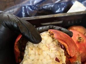 مخدرات داخل الرمان