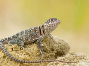 lizard on a car trip