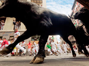 Bulls and people but not this year! 