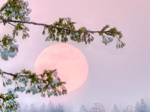 Flowers of cherry blossom tree with supermoon rise