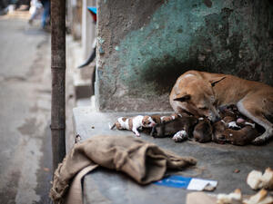 A street dog feeding her new born puppies