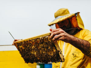 Looking on a honeycomb frame