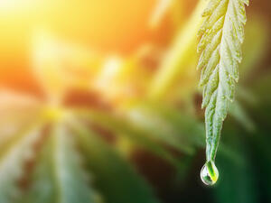 Large drop on the edge of hemp leaf