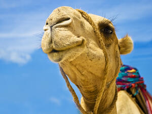 Detail of the camel head 