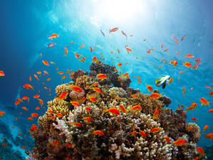 Climatic change forcing marine life to relocate to cooler waters 