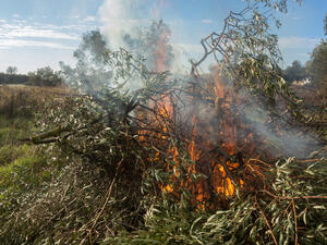 Setting olive trees on fire is a specialty of Israeli settlers 