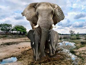 African Elephants in Africa 
