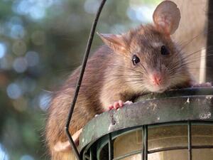 ملايين الفئران تجتاح المدن الأسترالية