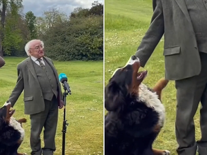 President of Ireland’s dog stole the spotlight during the leader’s interview