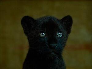 Rare female black jaguar cub 