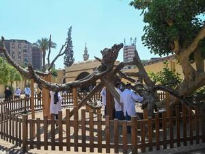 Virgin Mary Tree area