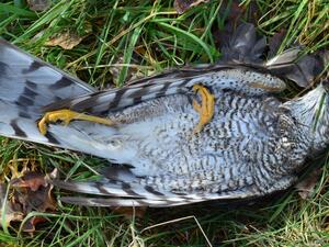 ما تفسير الحلم بحيوان ميت في المنام؟