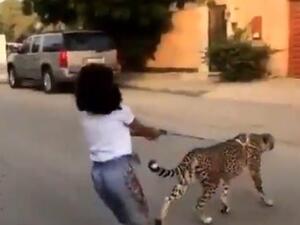 طفلة تقود فهد في السعودية