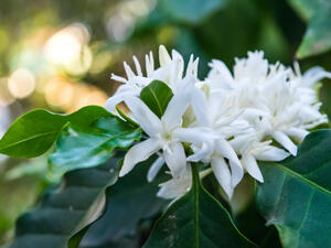 Coffee tree blossom 