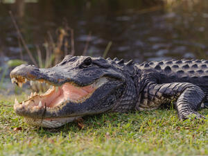 Alligator in a Fire station