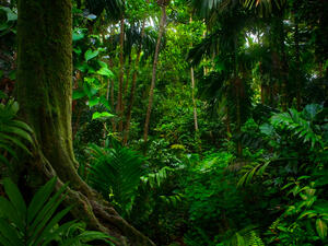 Tropical jungles