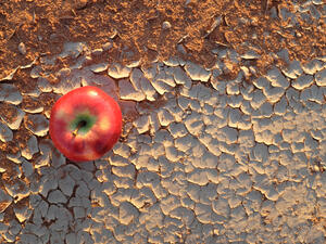 An apple on a dry and cracked desert soil
