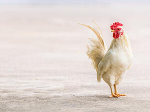 Real White Farming Poultry Chicken
