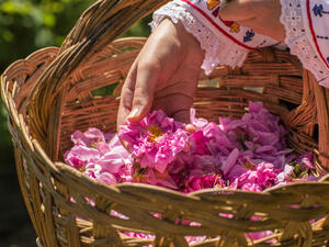 Taking a one flower from a basket filled with pink roses