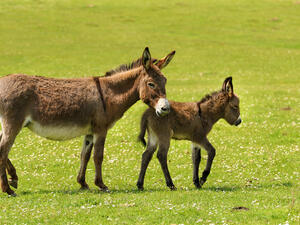 Take care  of your donkeys