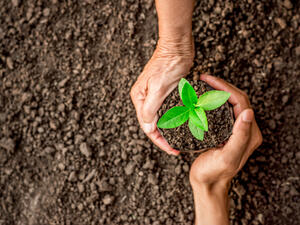 man are about to be planted in the fertile soil