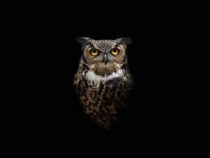 Owls may have inherited their night-hunting abilities from dinosaurs