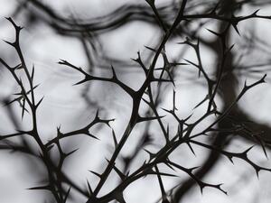 ما تفسير الحلم بالأشواك في المنام؟