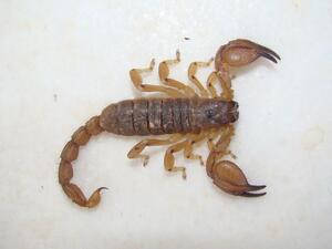 تفسير حلم العقرب