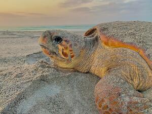 اليوم العالمي للسلاحف البحرية: مناسبة للتذكير بضرورة انقاذ السلاحف البحرية في عُمان