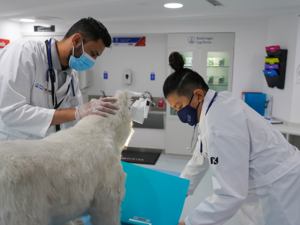 كيدزانيا بورينا وبوهرنجر إنجلهايم يتعاونون لتعريف الأطفال في دبي  بمهنة الطب البيطري وكيفية الاعتناء بالحيوانات الأليفة