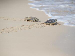 Jumeirah Group Celebrates Conservation Efforts, Releasing 30 Rehabilitated Sea Turtles Into The Arabian Gulf On World Sea Turtle Day