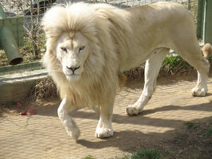 White lion 
