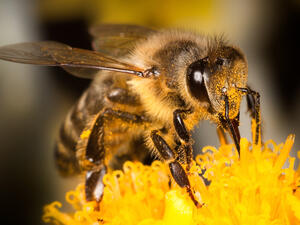 Honey Bee on Yellow Flower