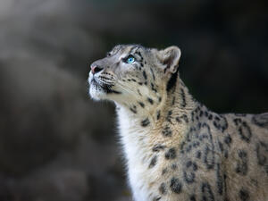 Snow leopard 